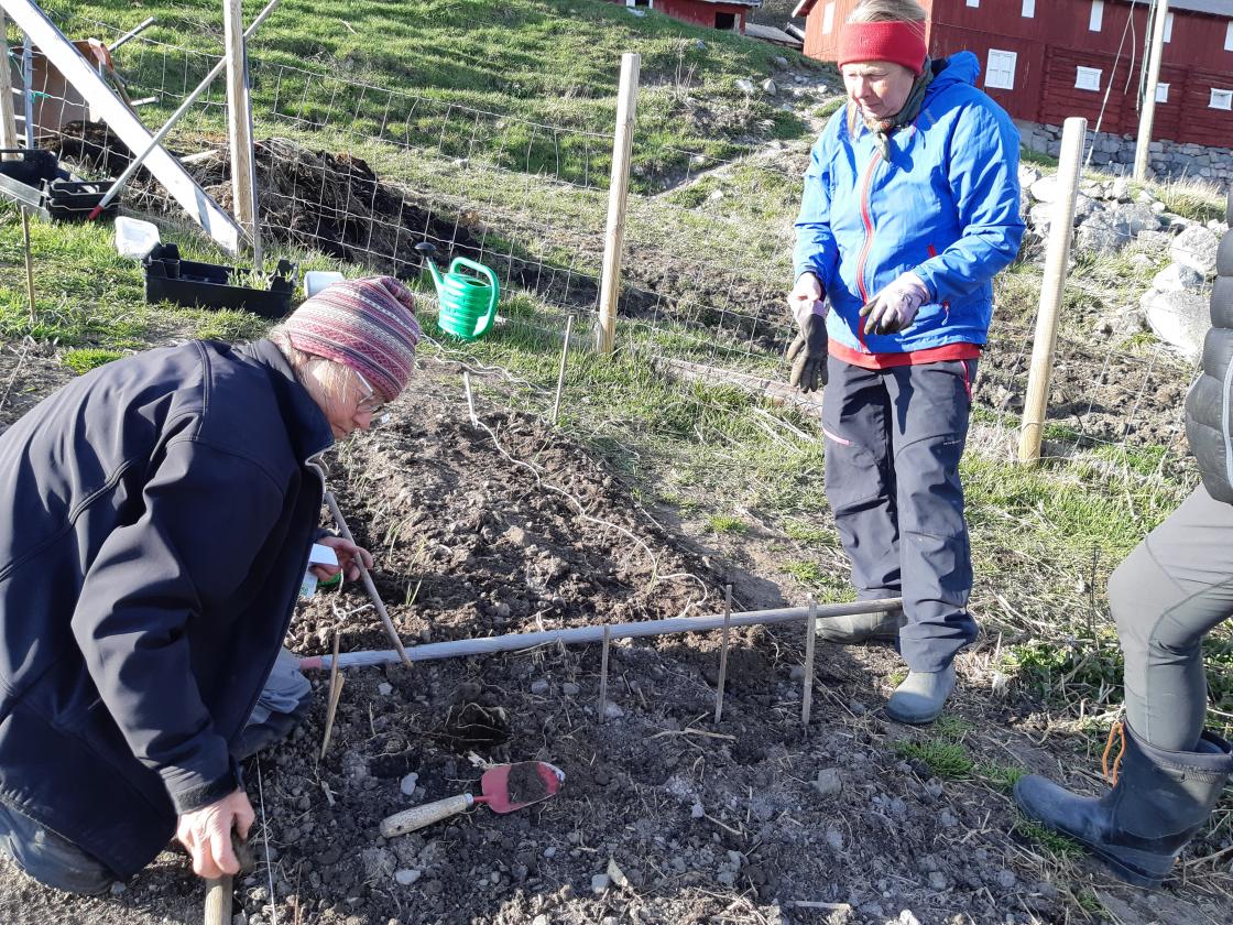 Klargjøring av åkeren.