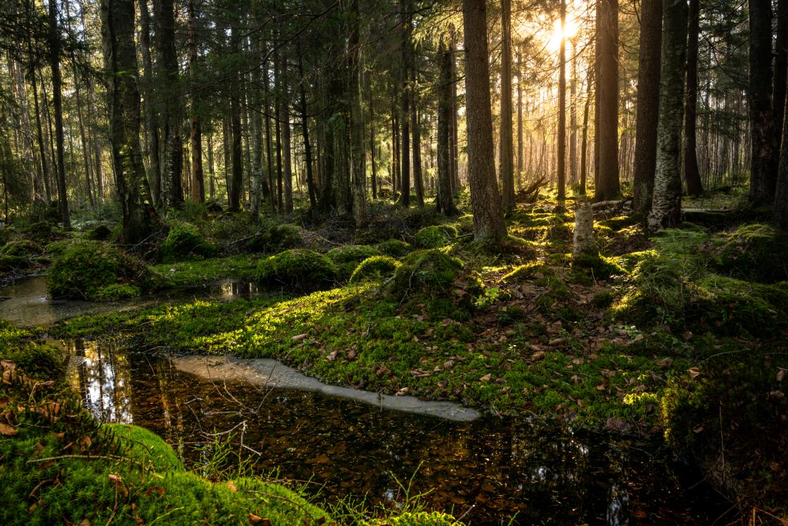 Lav sol i Brekkeskogen