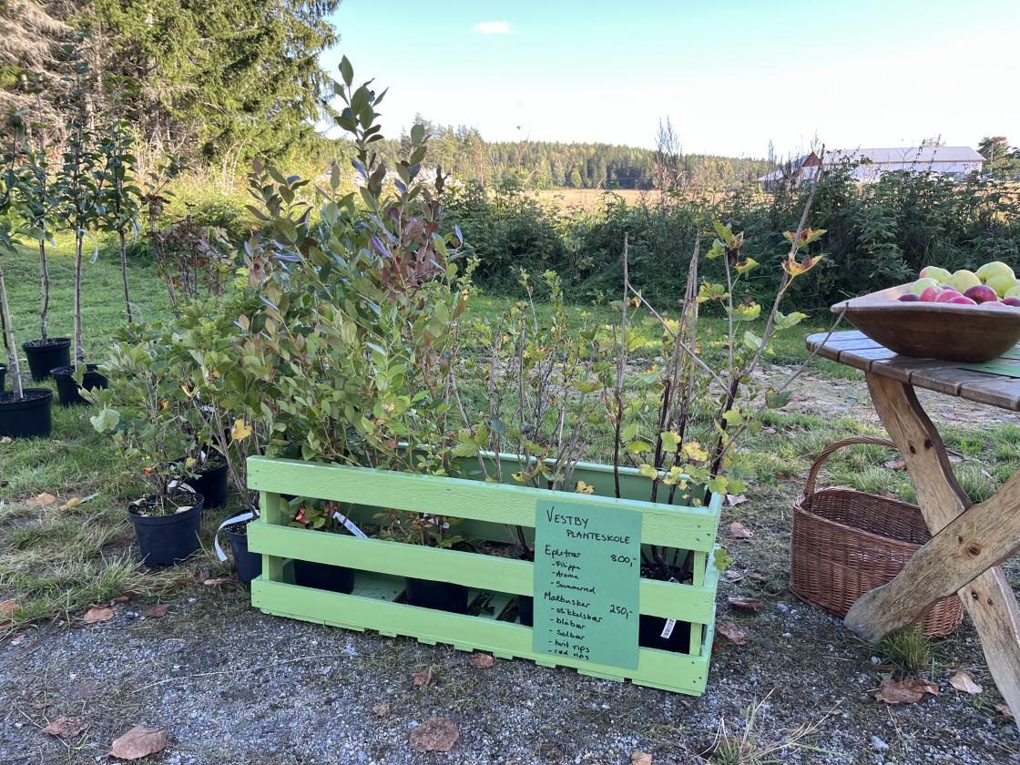 Flerårige matvekster fra Vestby planteskole