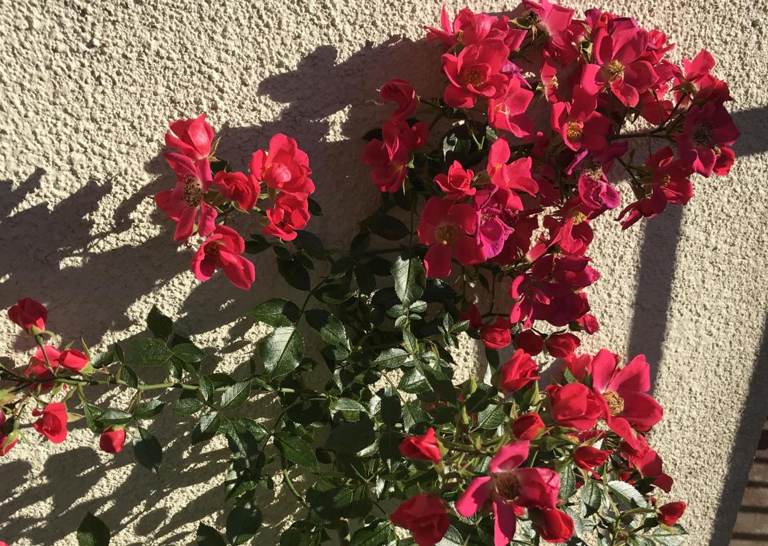 Rosetrea blomstrar heile sommaren, sjølv om dei lever kummerleg blant skvalderkål og anna.