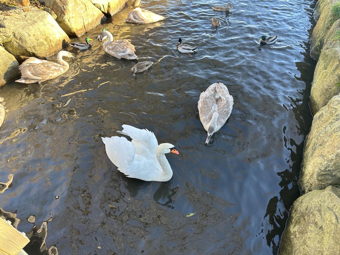 Der vi hilste på disse