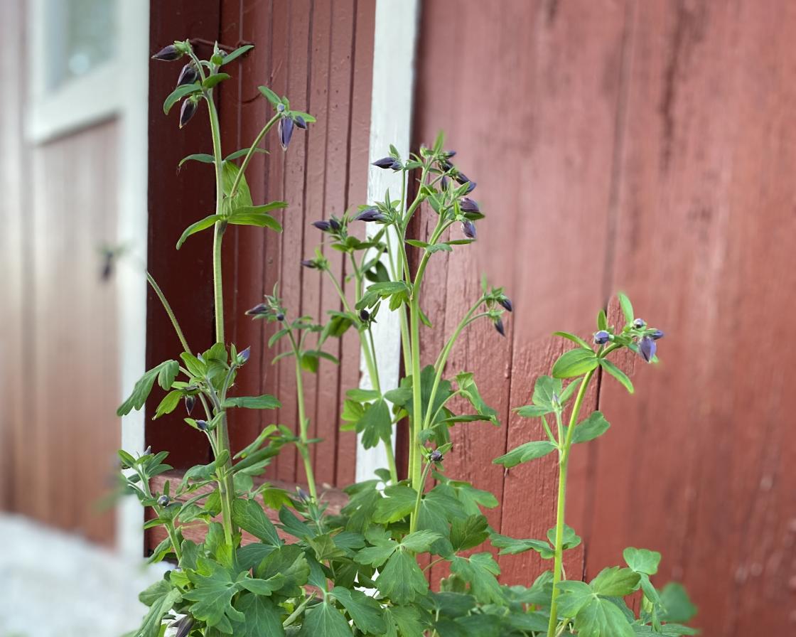Akeleier i låveveggen. (Foto: Inger S Haug)