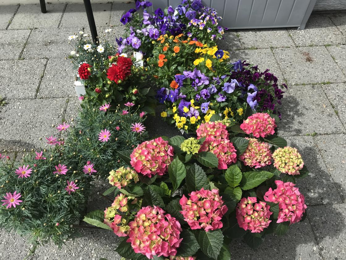 Nydelege blomster, noko kjøpt, noko fått av Linge Gartneri.