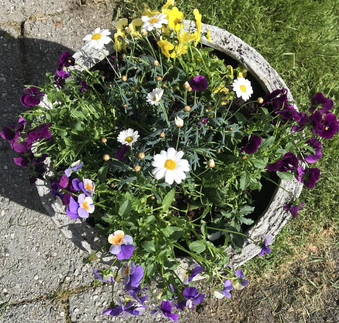 Nydelege stemorsblomster.