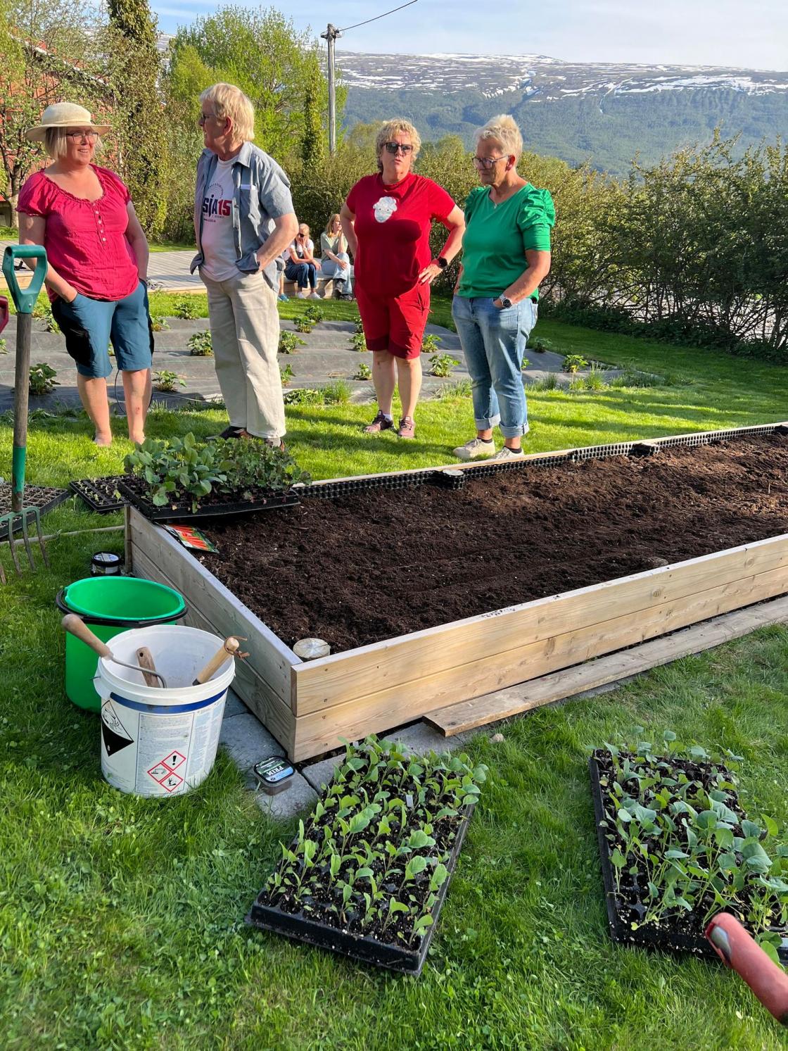 Kålplanter klare for utplanting.