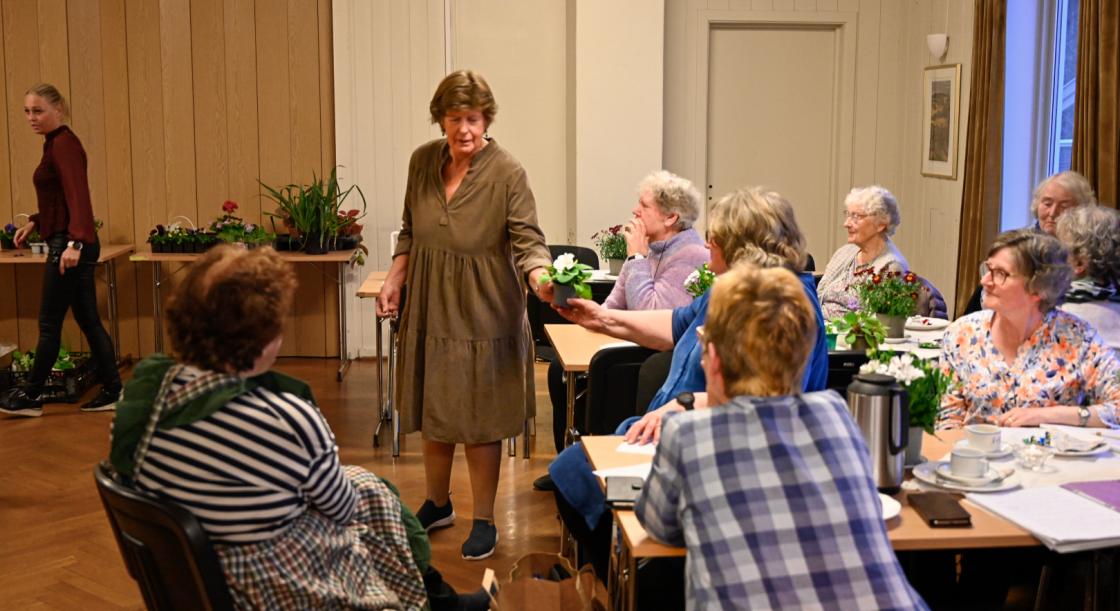 Gi et bud på petuanistiklingen, kraftig spire