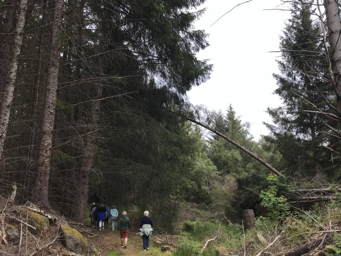 Sitkagranene som var planta i store mengder i 1957 gir litt urskogfølelse.