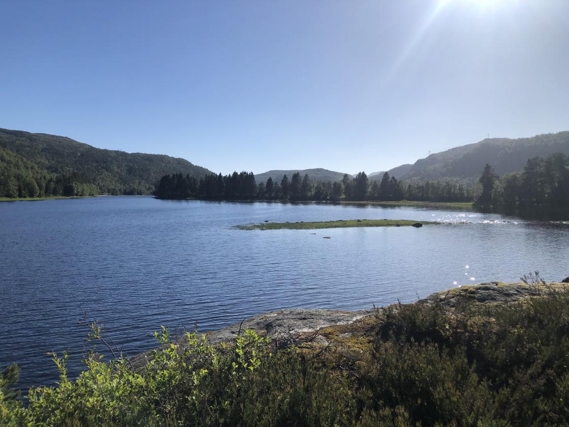 Tjørhom