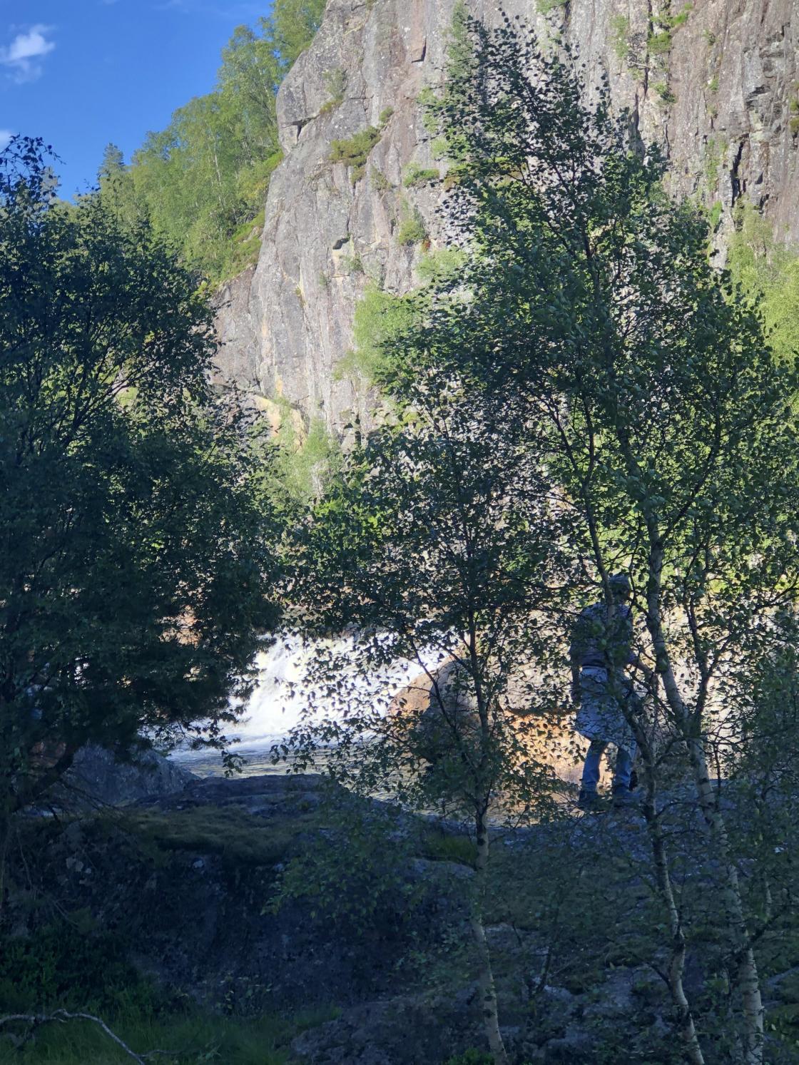 Tjørhom