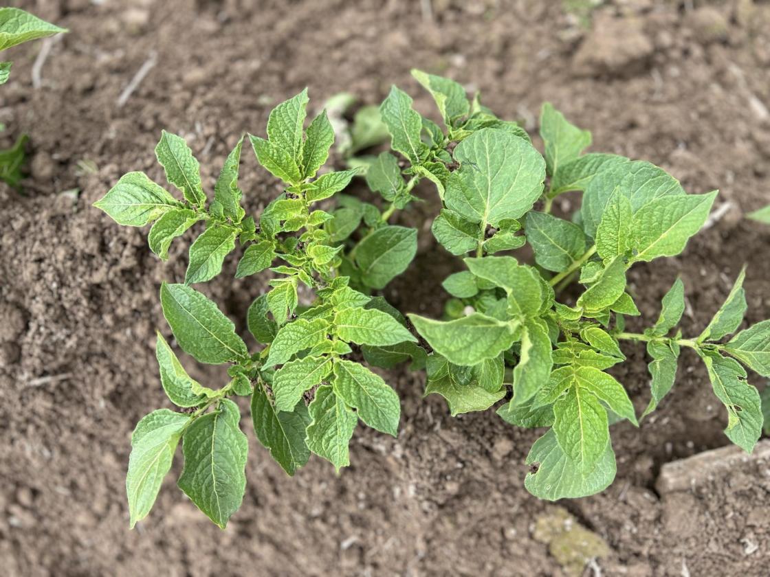 SEES TIL HØSTEN OG MÅTTE POTETEN BLI VAKKER OG STOR. Foto; Veslemøy Tveter Alm, HBK