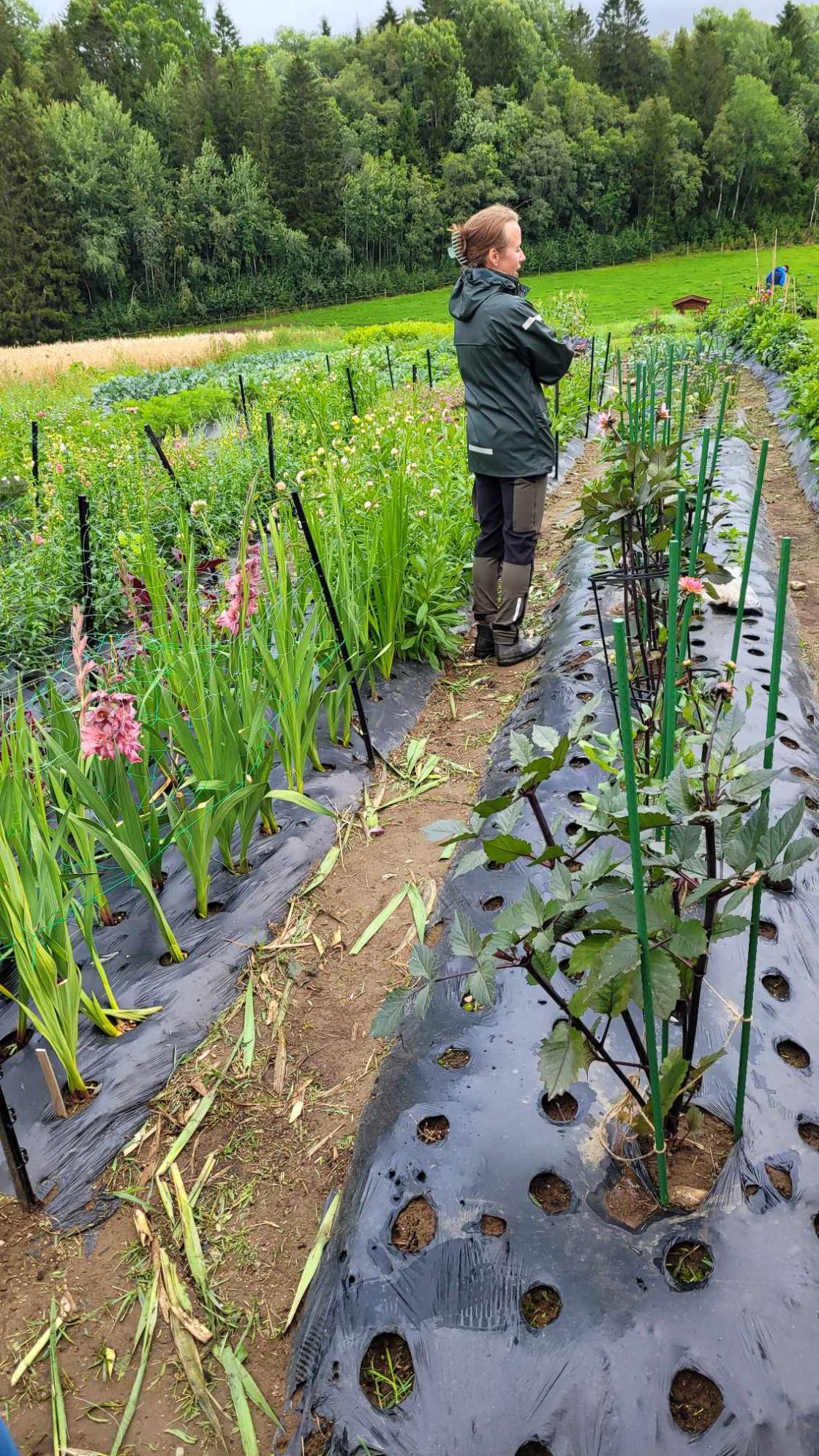 person står i markedshage og forteller