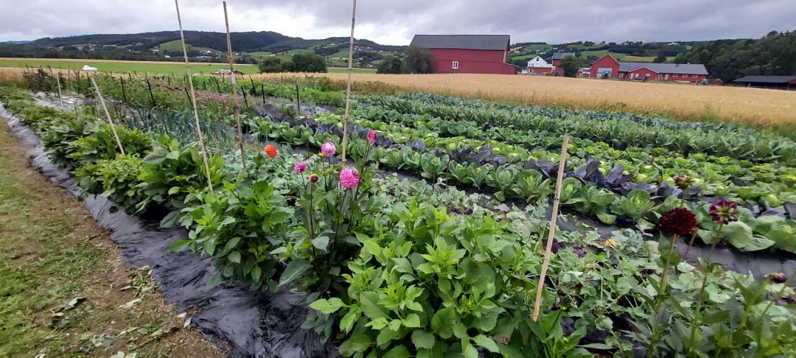 rader med stauder og grønnsaker