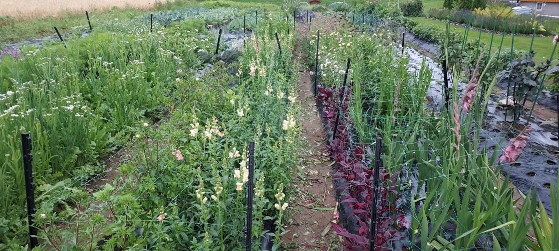 Rader med grønnsaker