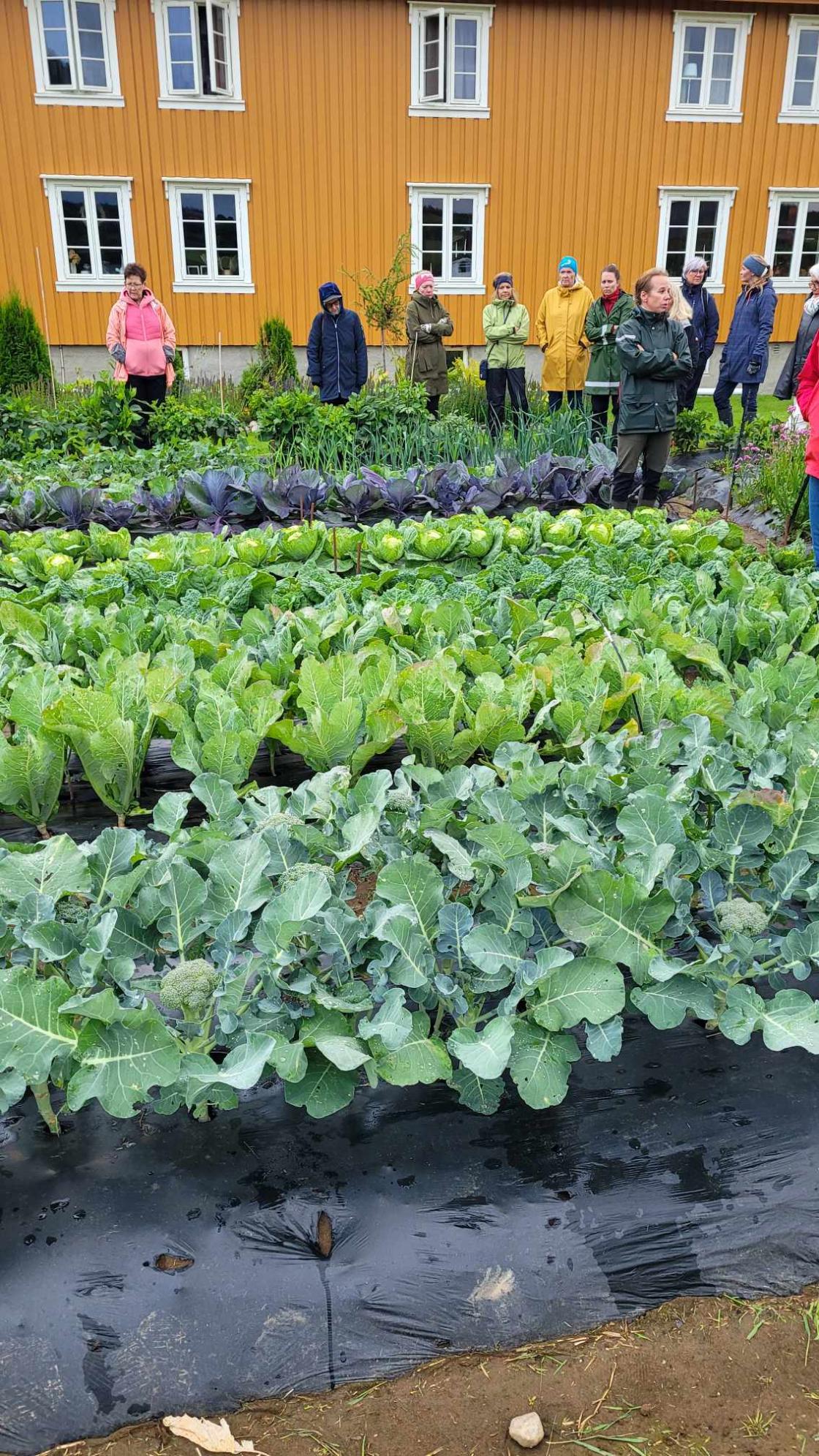 Grønnsakshage med mennesker på hagevandring i bakgrunn