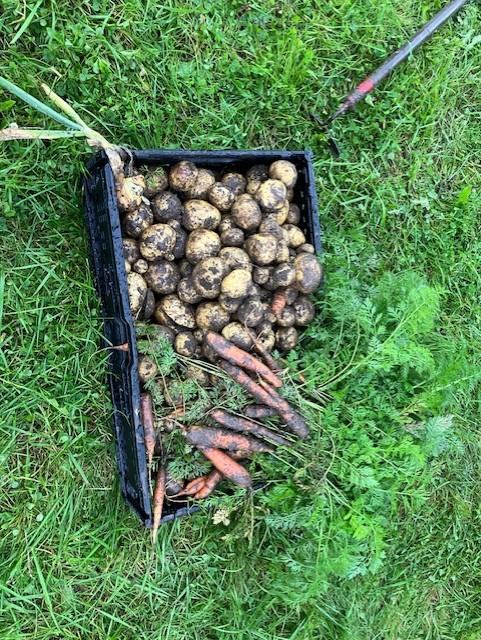 Ulike grønnsaker som vi har dyrket.