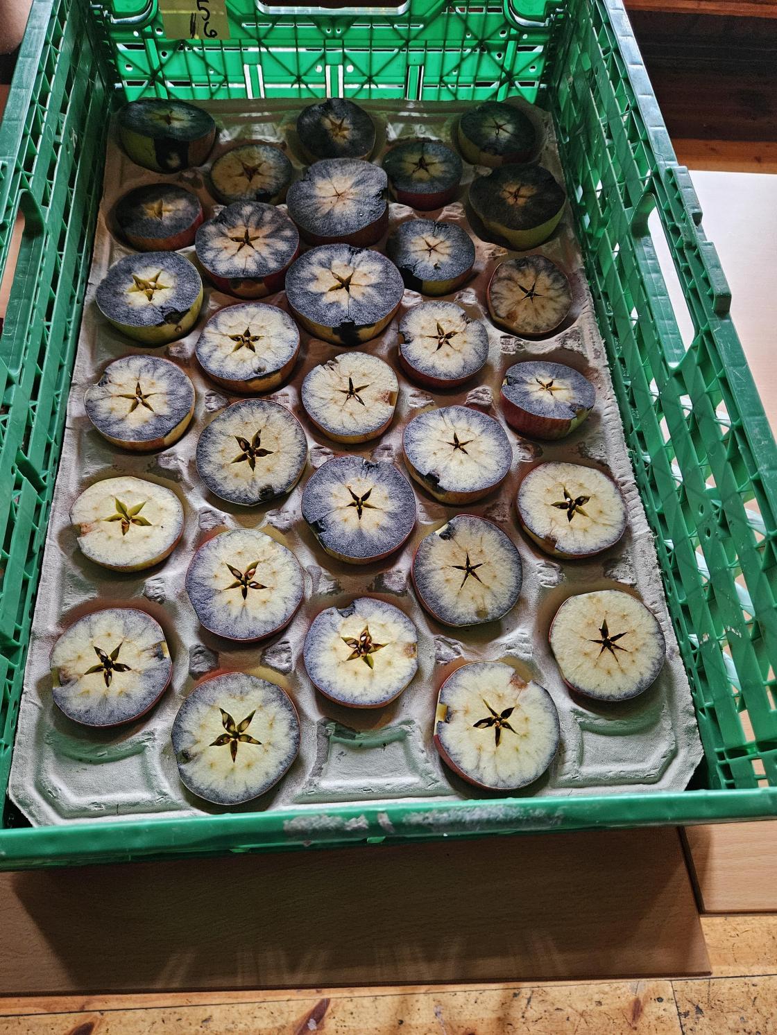 Epleskiver med ulik farge i grøn plastkasse