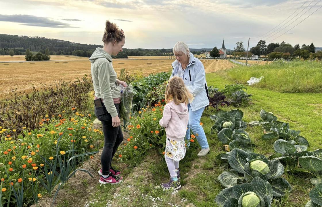 Plukke blomster Foto Ane Grøndahl