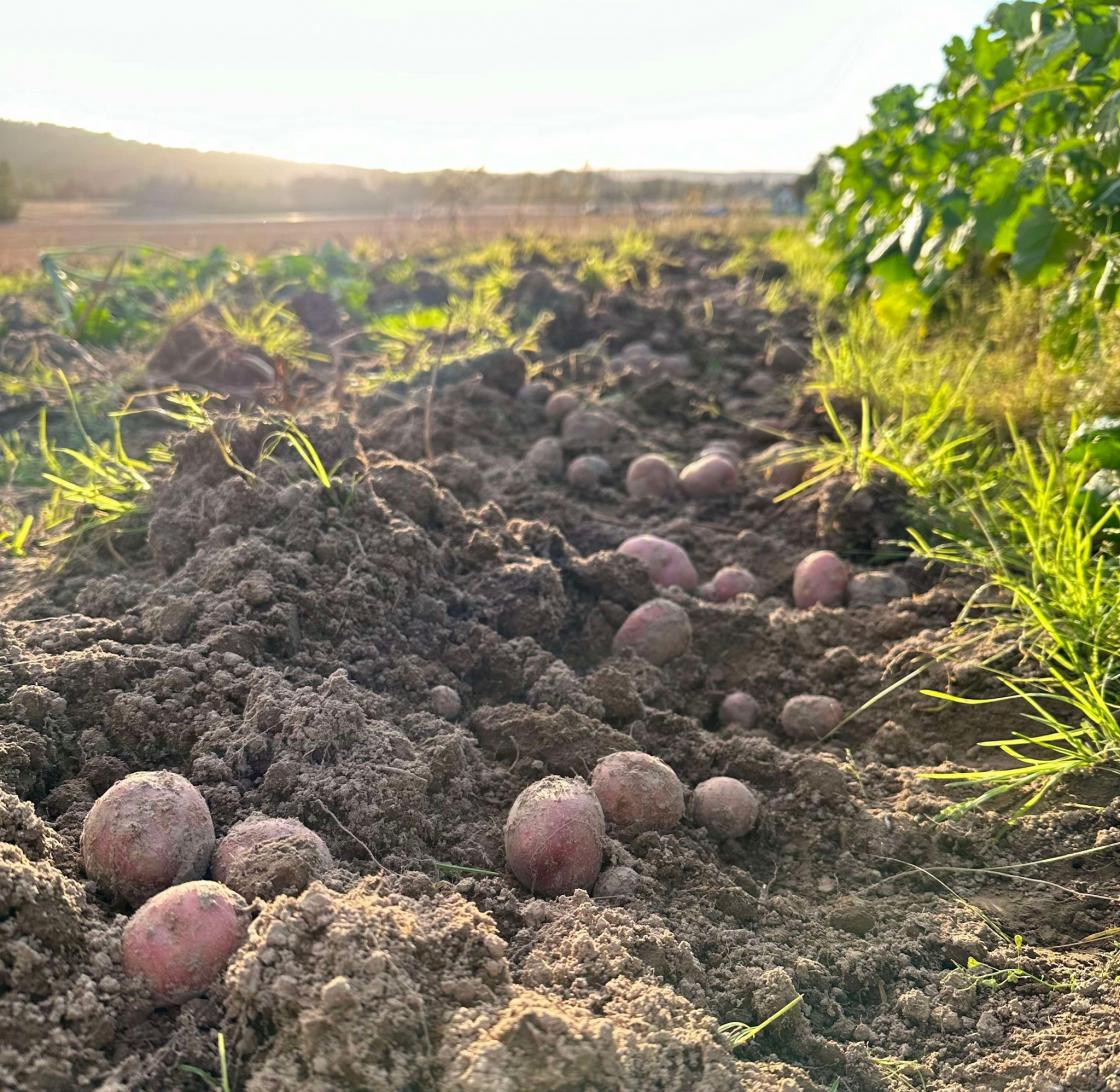 Poteter Foto Ingvild Westby Mehren