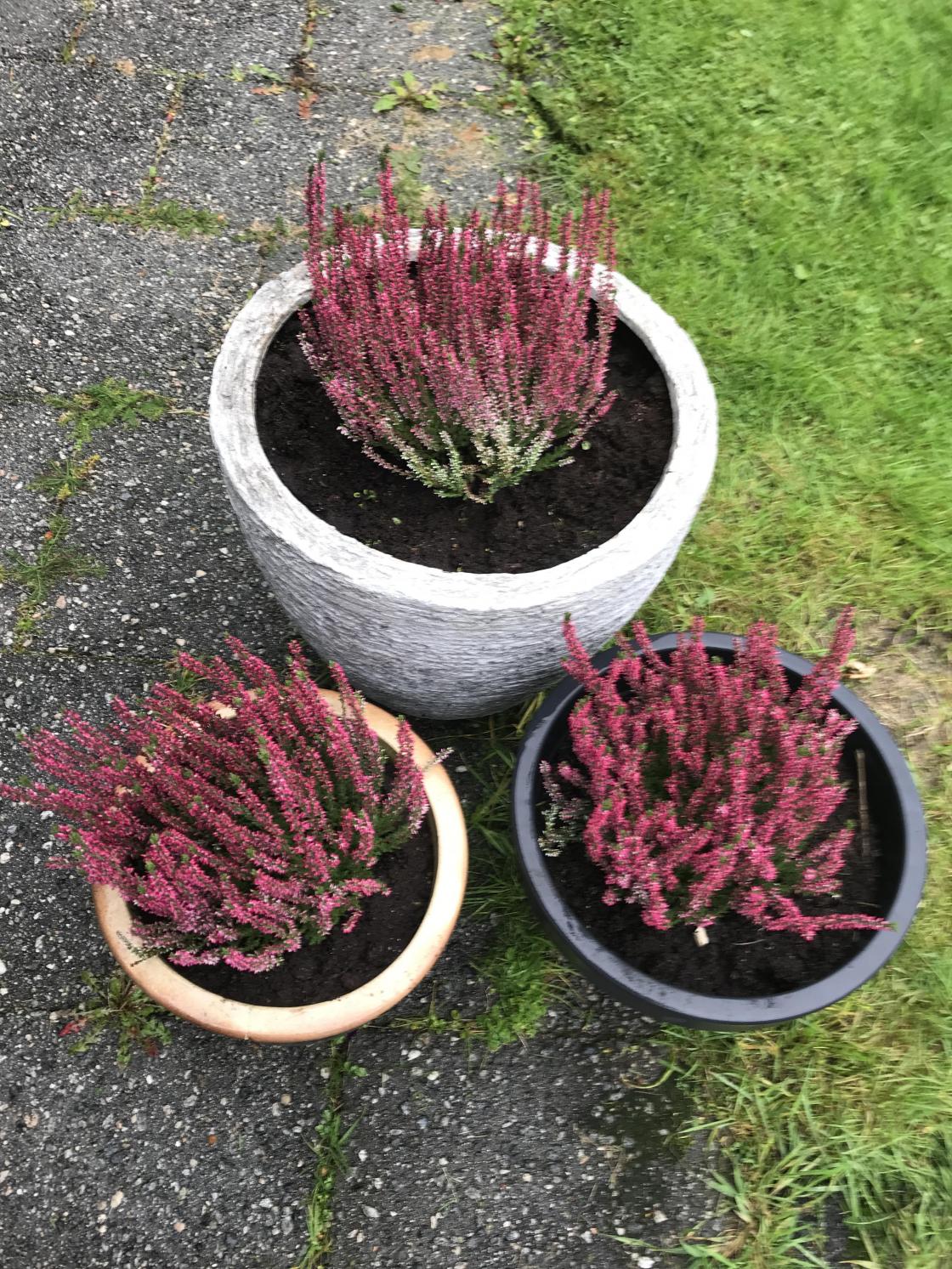 Planta litt haustlyng som lyser opp.