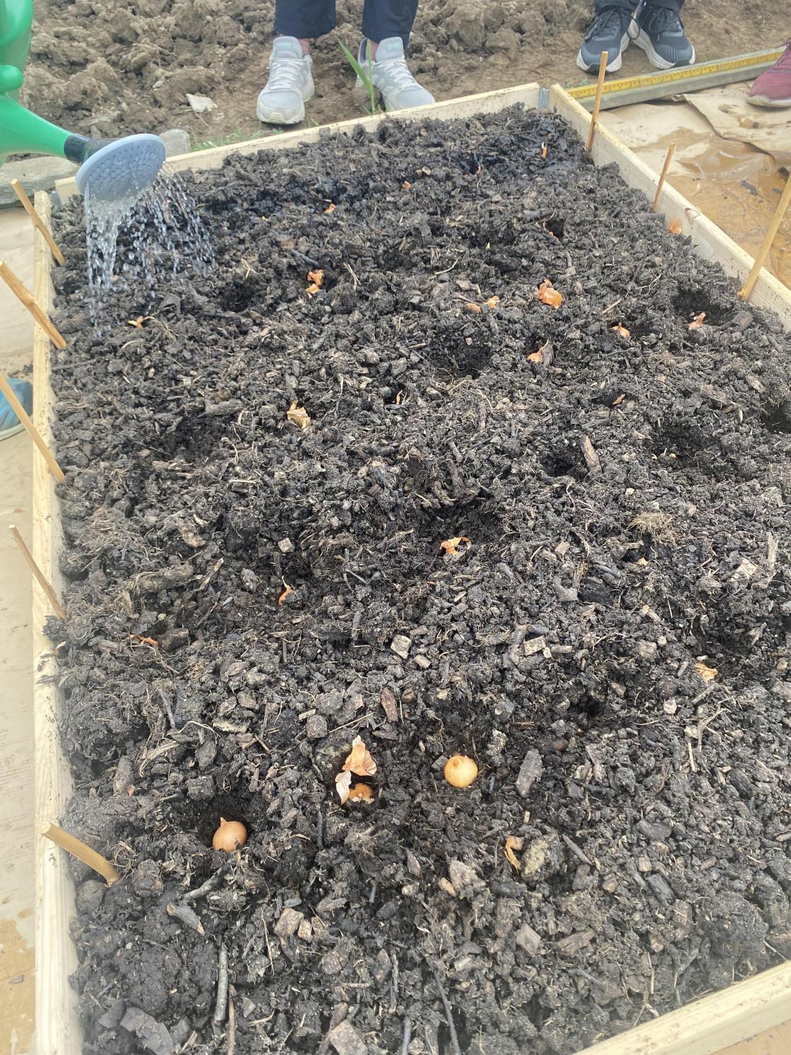 Snart ferdige med å så.