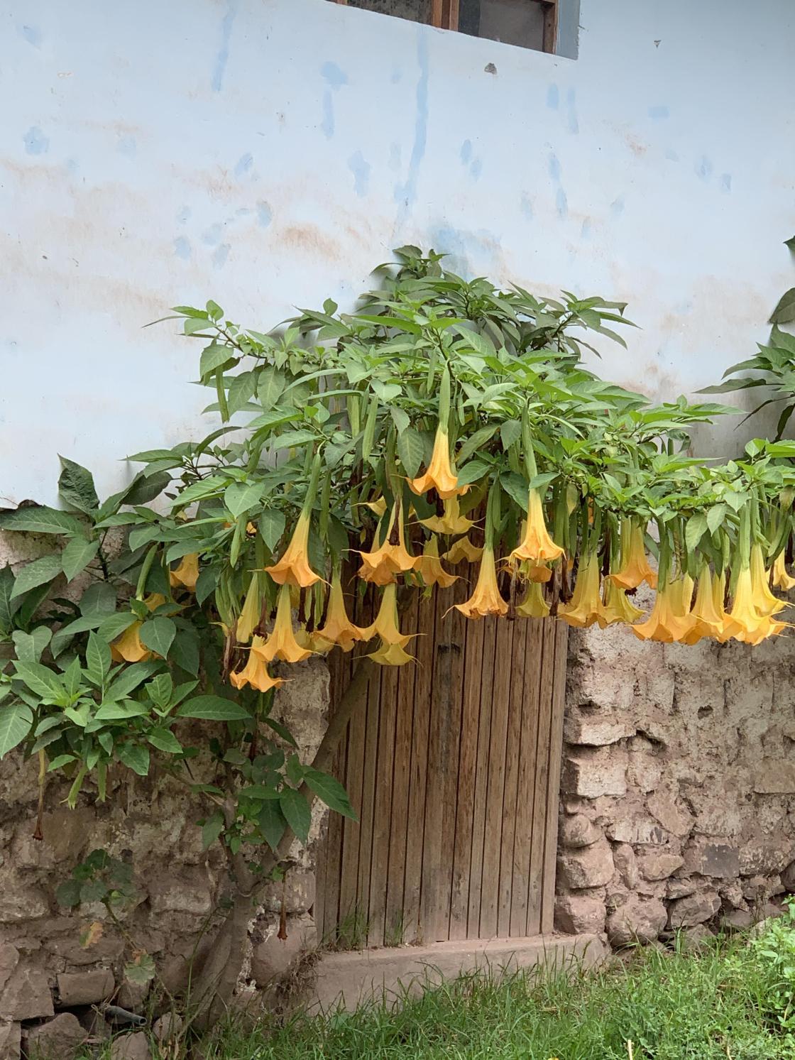 Engletrompetene er fabelaktig flotte her i Peru