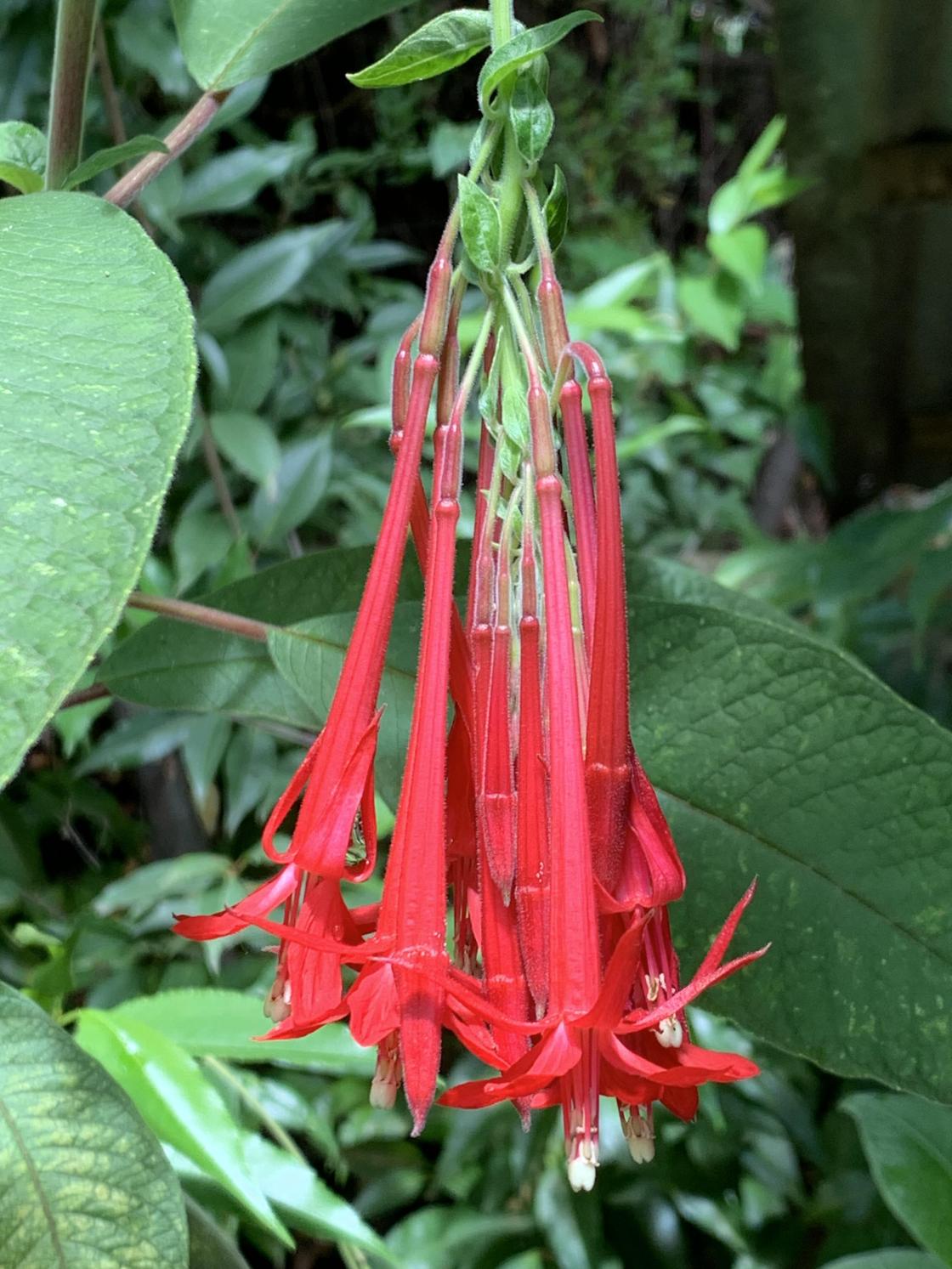 Peru sin nasjonalblomst, Cantuta