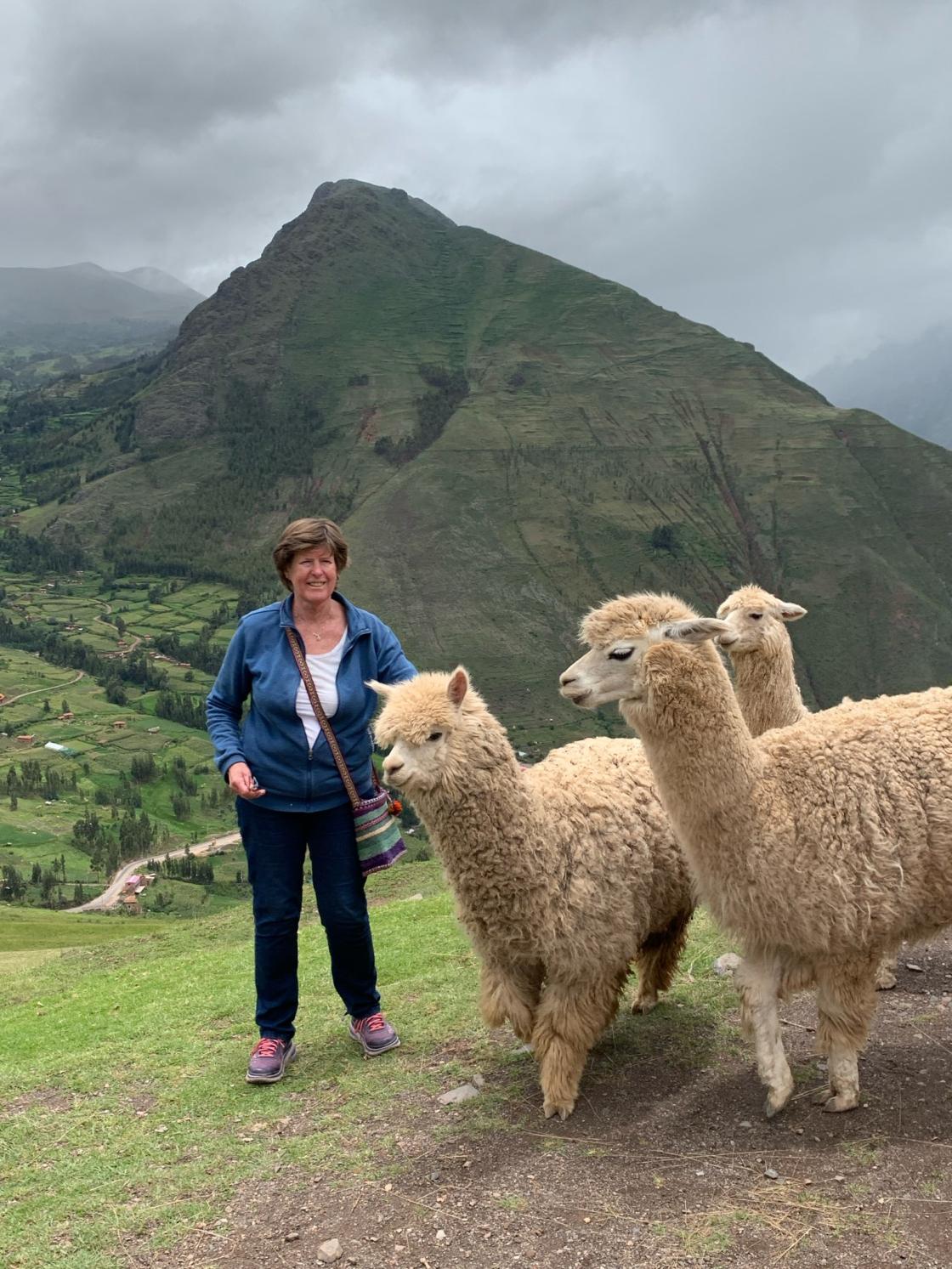 Wenche Torsøe blant den søramerikanske kameldyret Alpakka