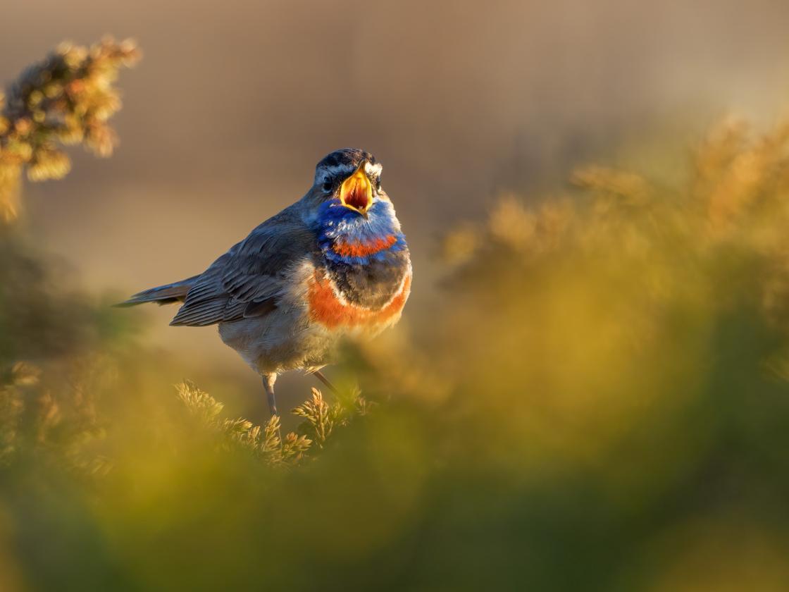 og naturbilder fra Dagaliområdet ved fotograf Gunnar Bjørn Gade.