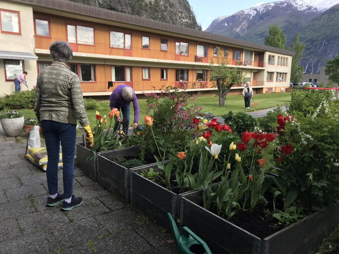 Tulipanane står fint no.