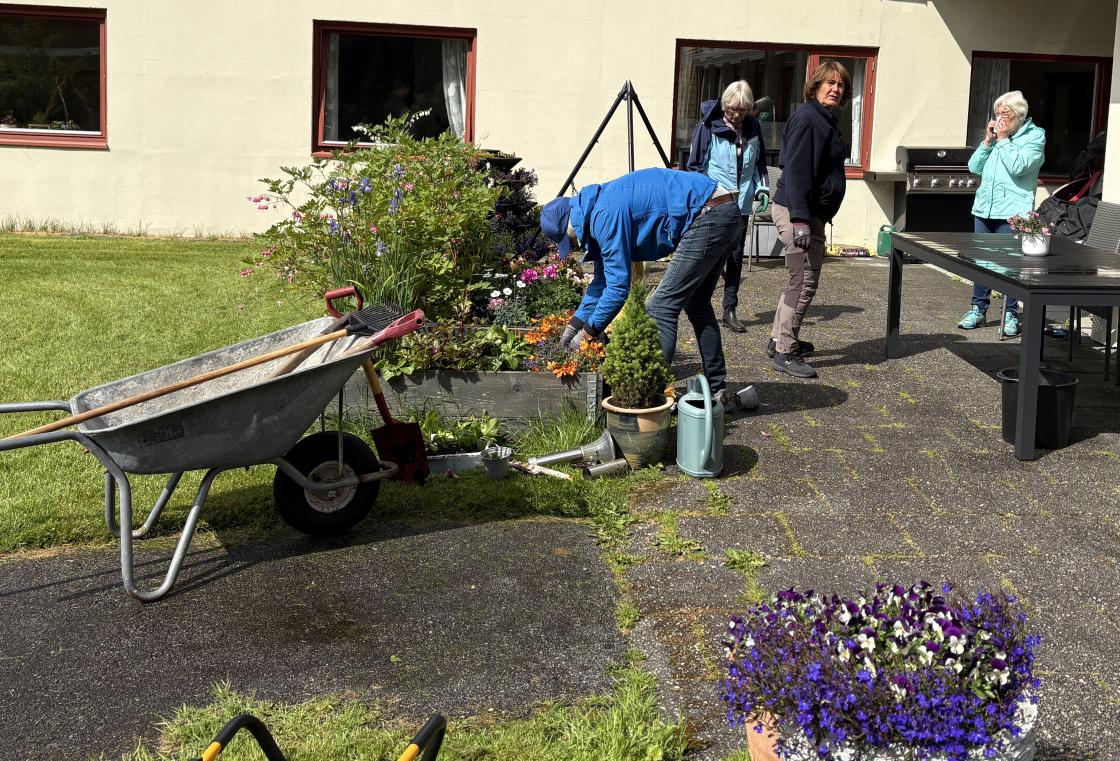 Planting av sommarblomster og luking.