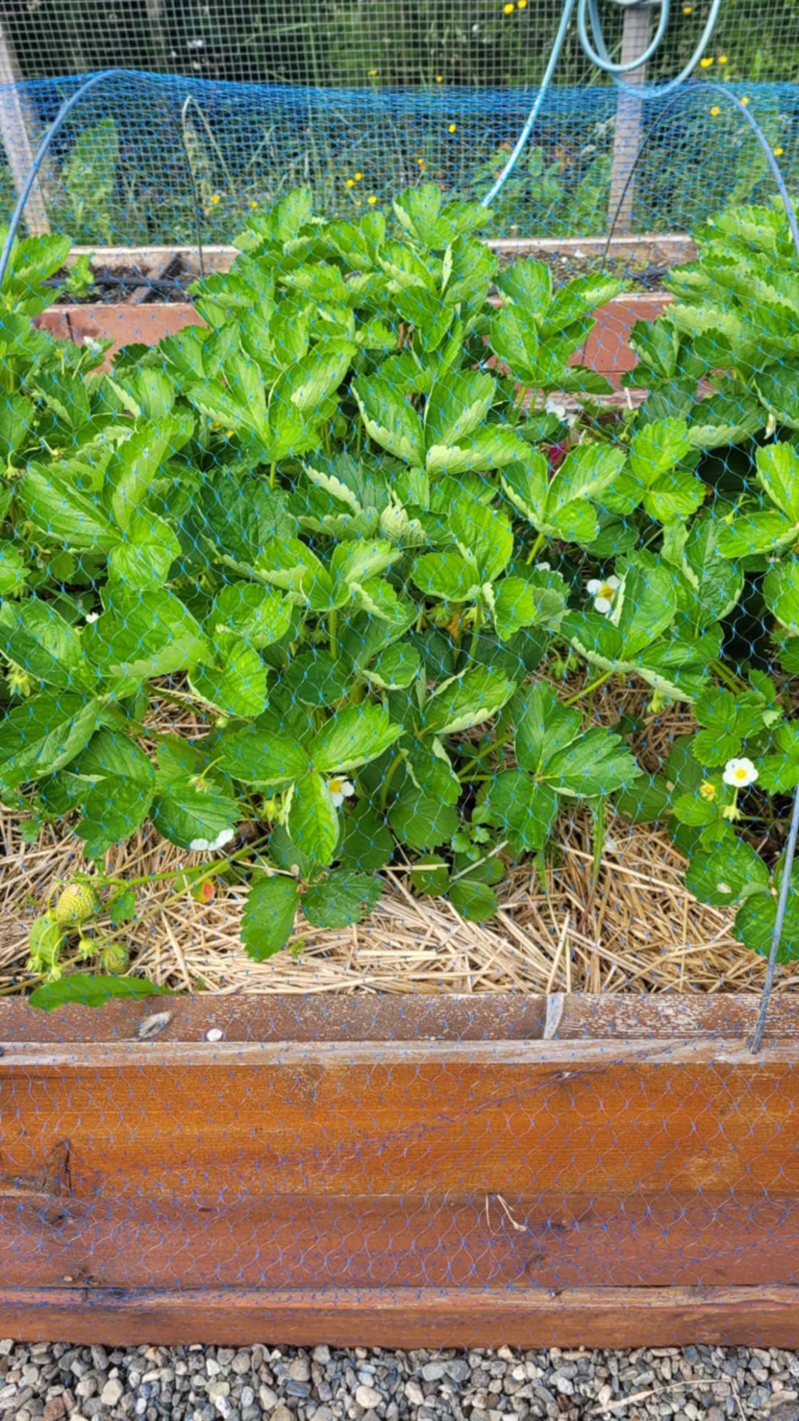 Jordbærplanter i kasse