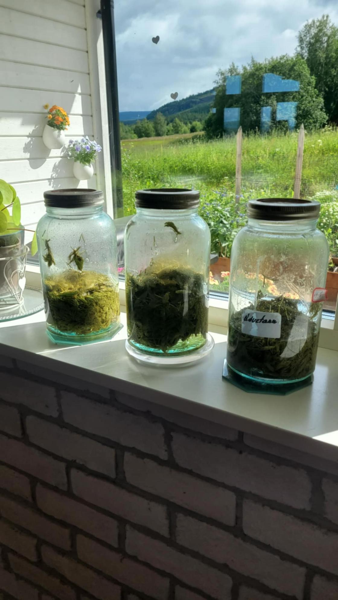 Urter og blomster i store norgesglass