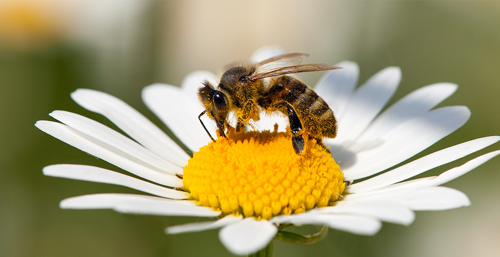 Bien på matsanking,