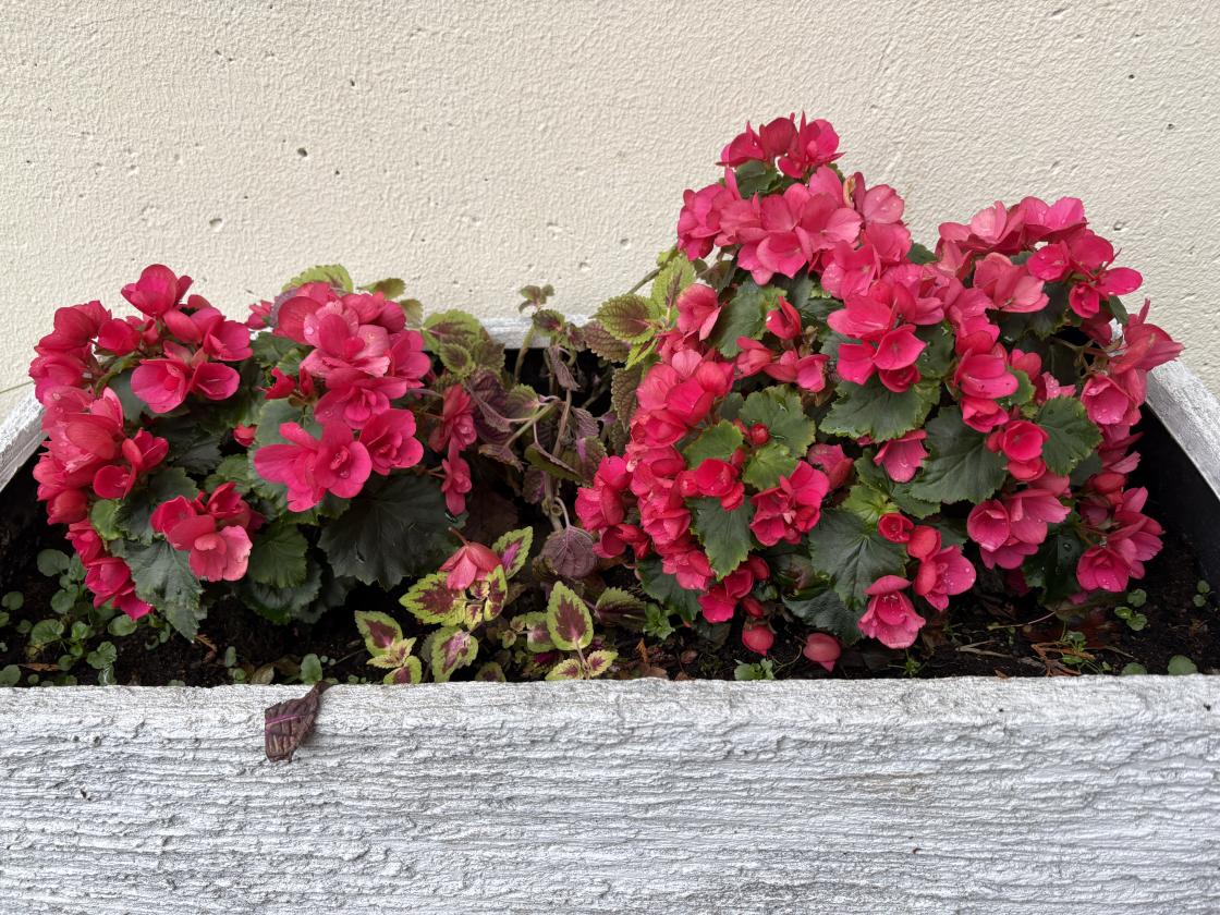 Vi klipte stauder og kasta sommarblomster, men desse fekk stå!