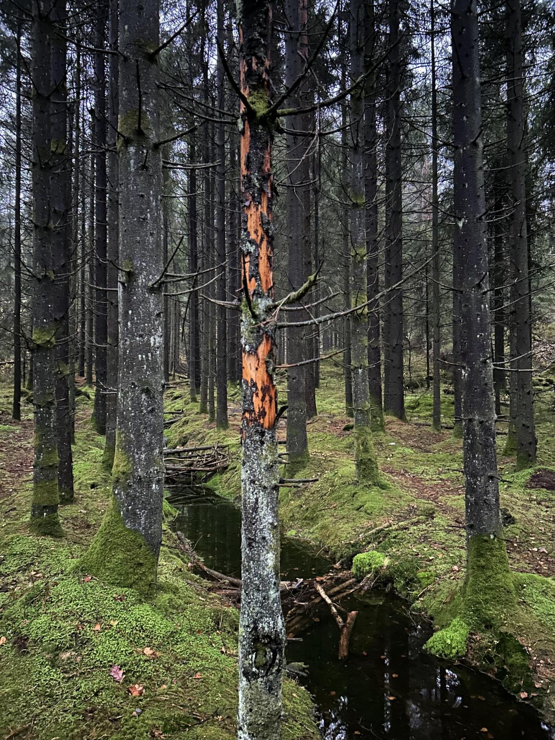 Trolsk skog 2