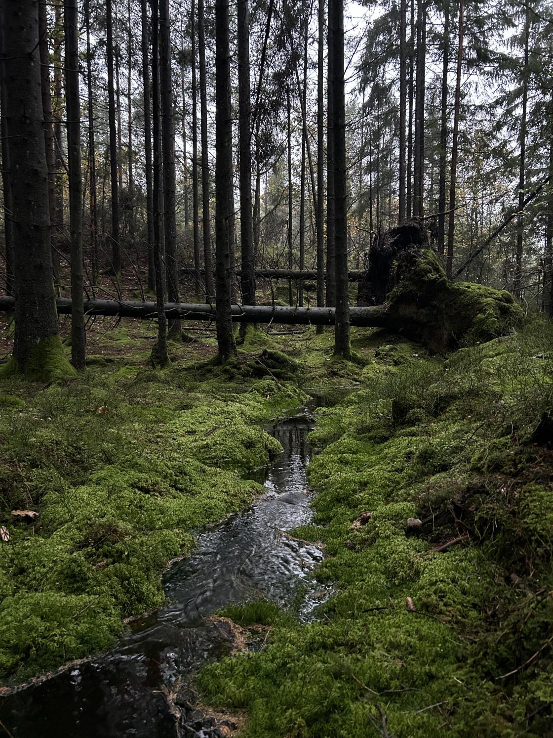 Trolsk skog
