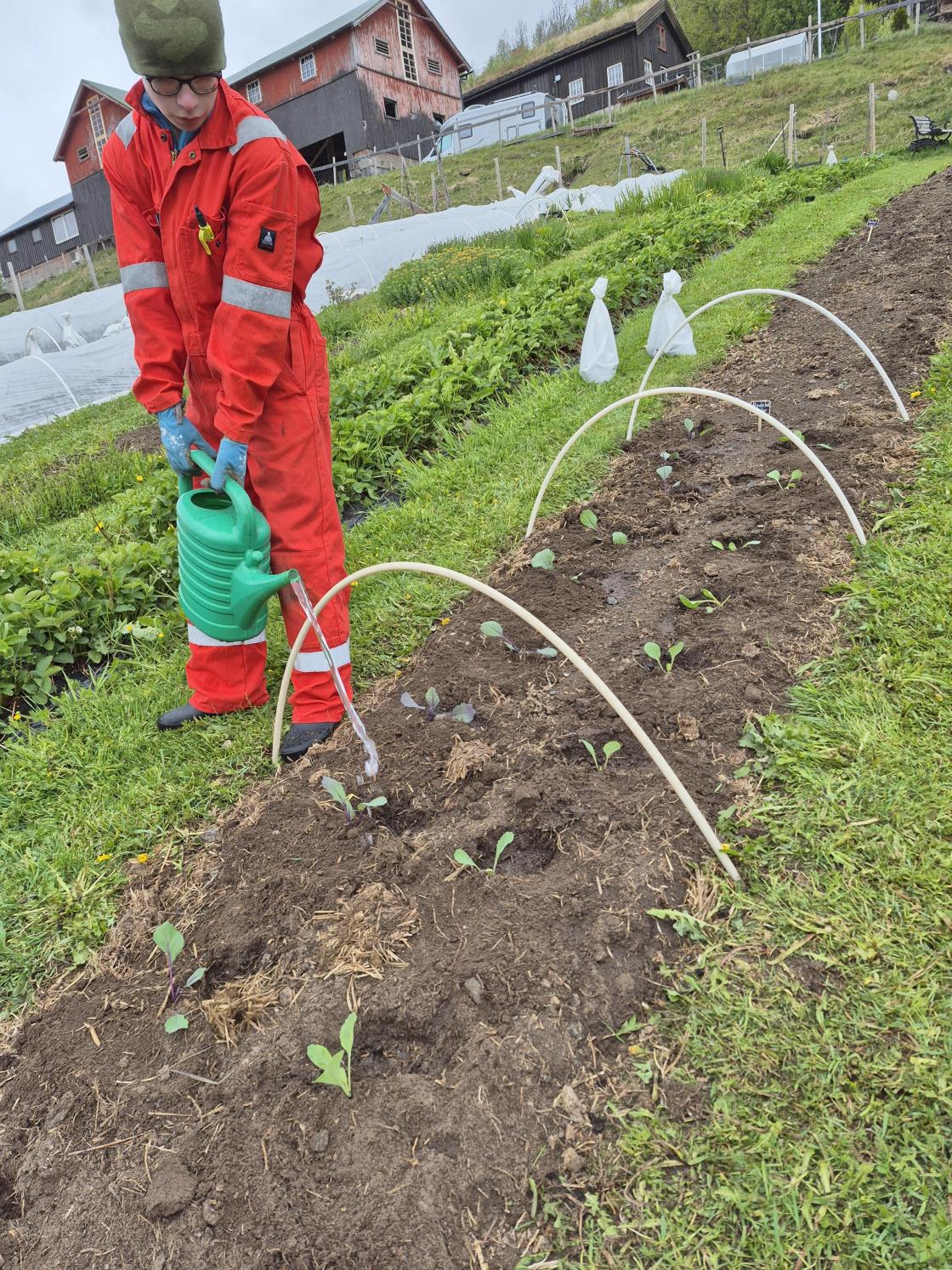 Kålplantene er kommet i jorda.