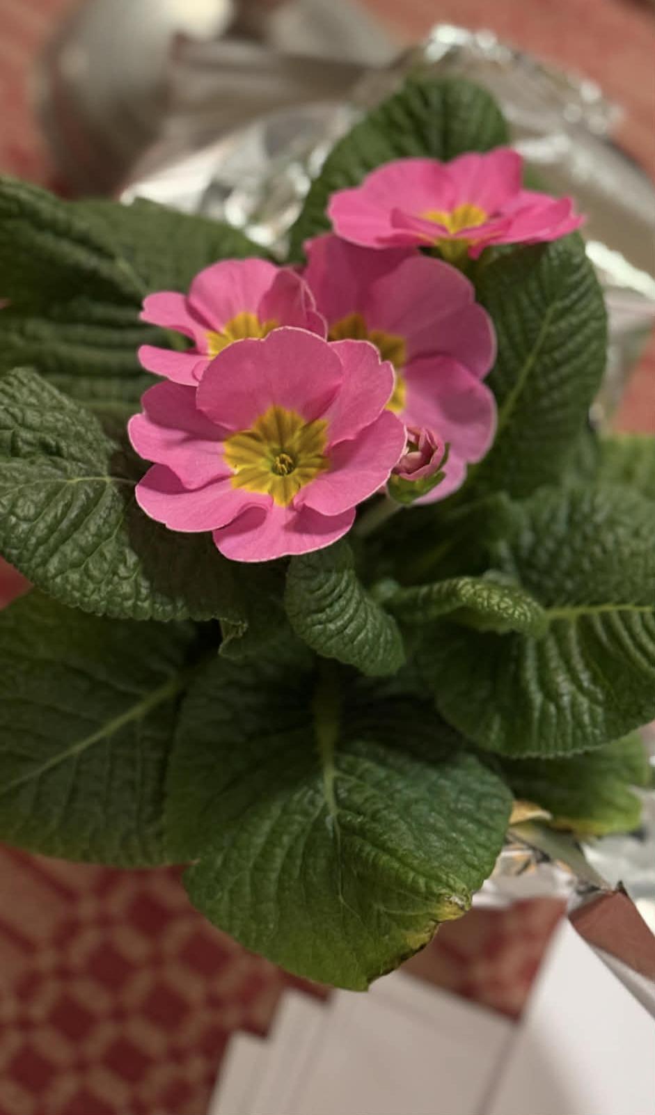 Bilete av primula