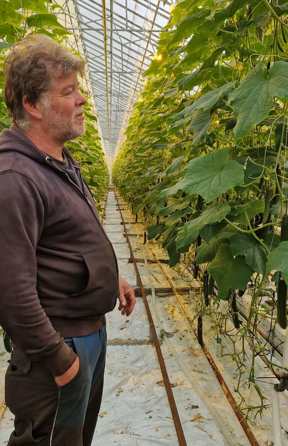 Ragnvald studerer agurkplantene