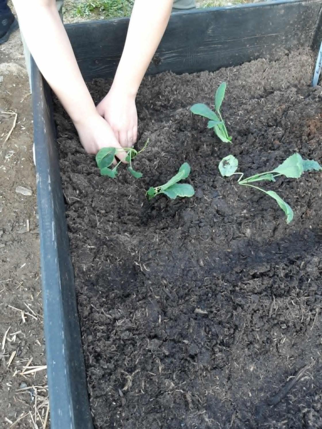 Små kålplanter blir satt i en pallekarm