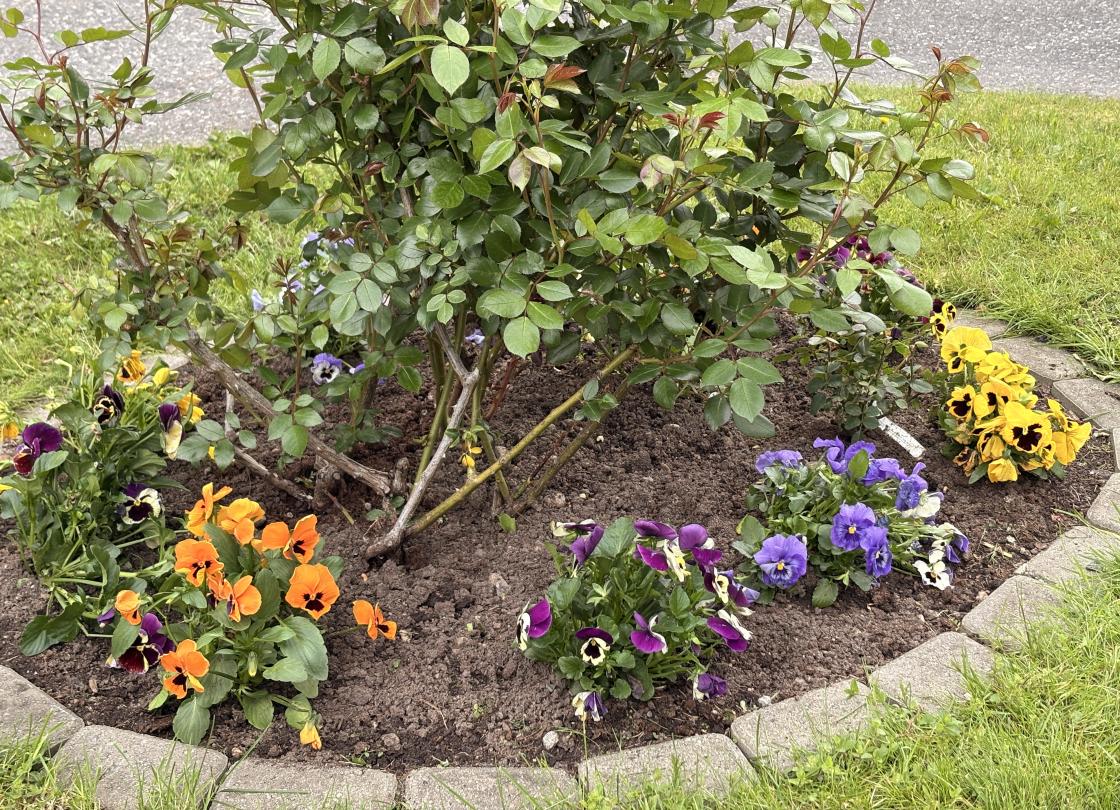 Rosebedet fekk overta stemorsblomstane frå krukkene.