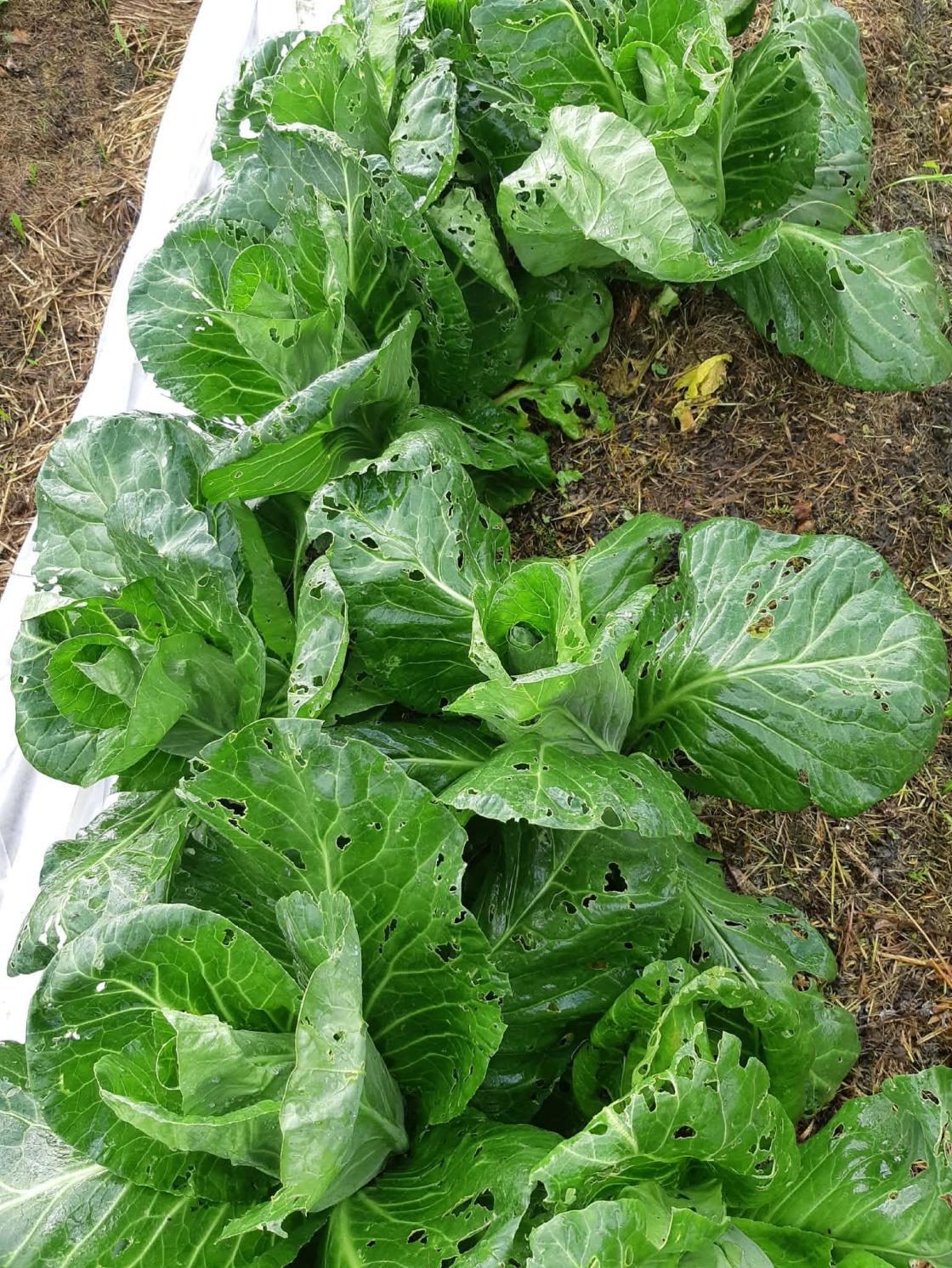 grønnsaker i kjøkkenhage