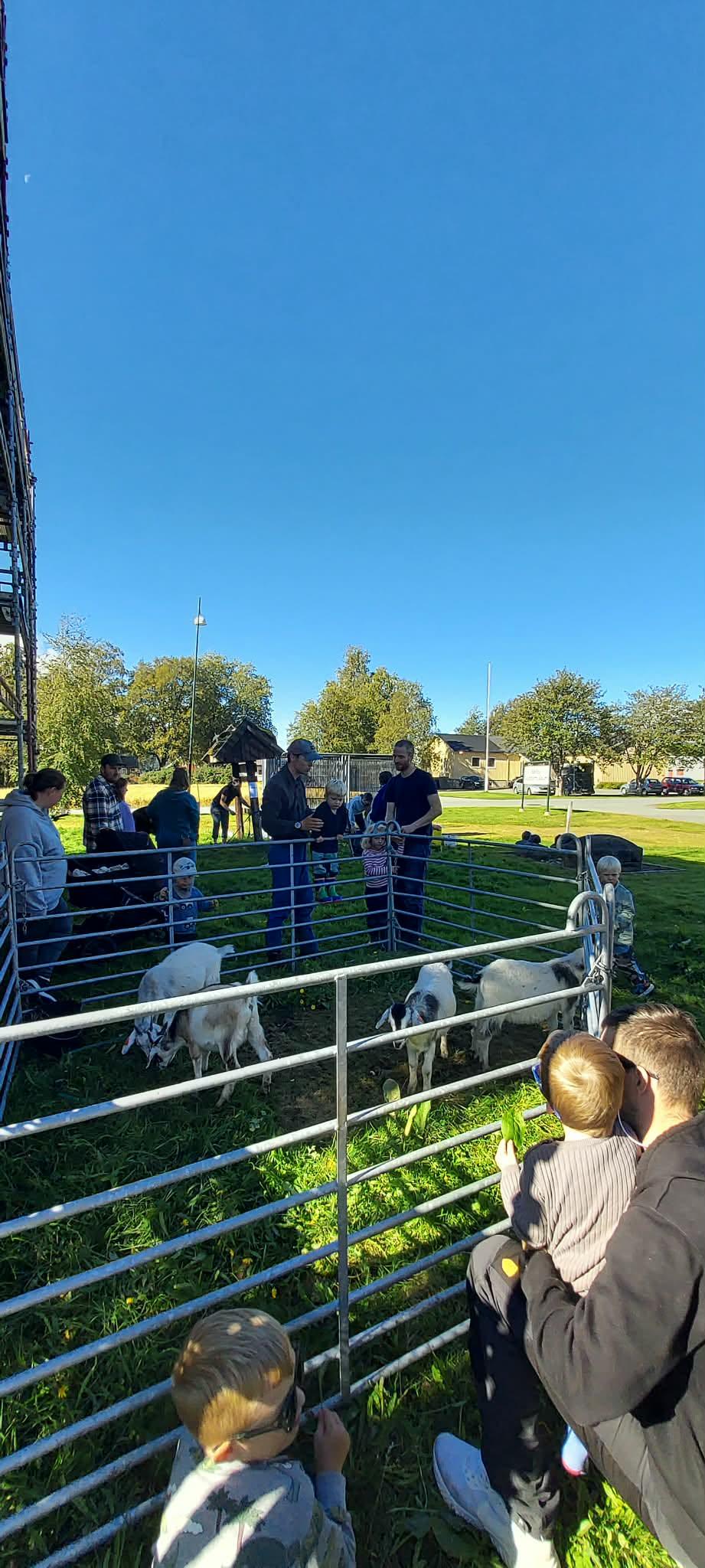 Barn og voksne ser på geiter
