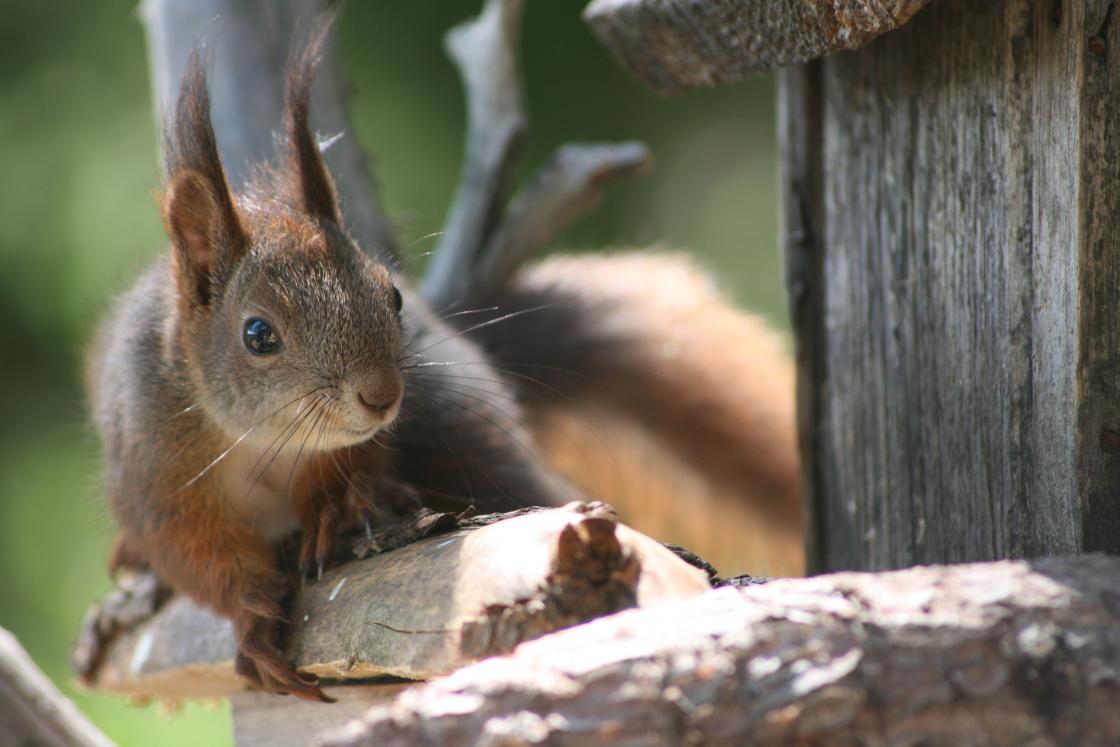 Overnatting i tretopphyttene byr på eit yrande dyreliv. Foto: tretopphytter.no