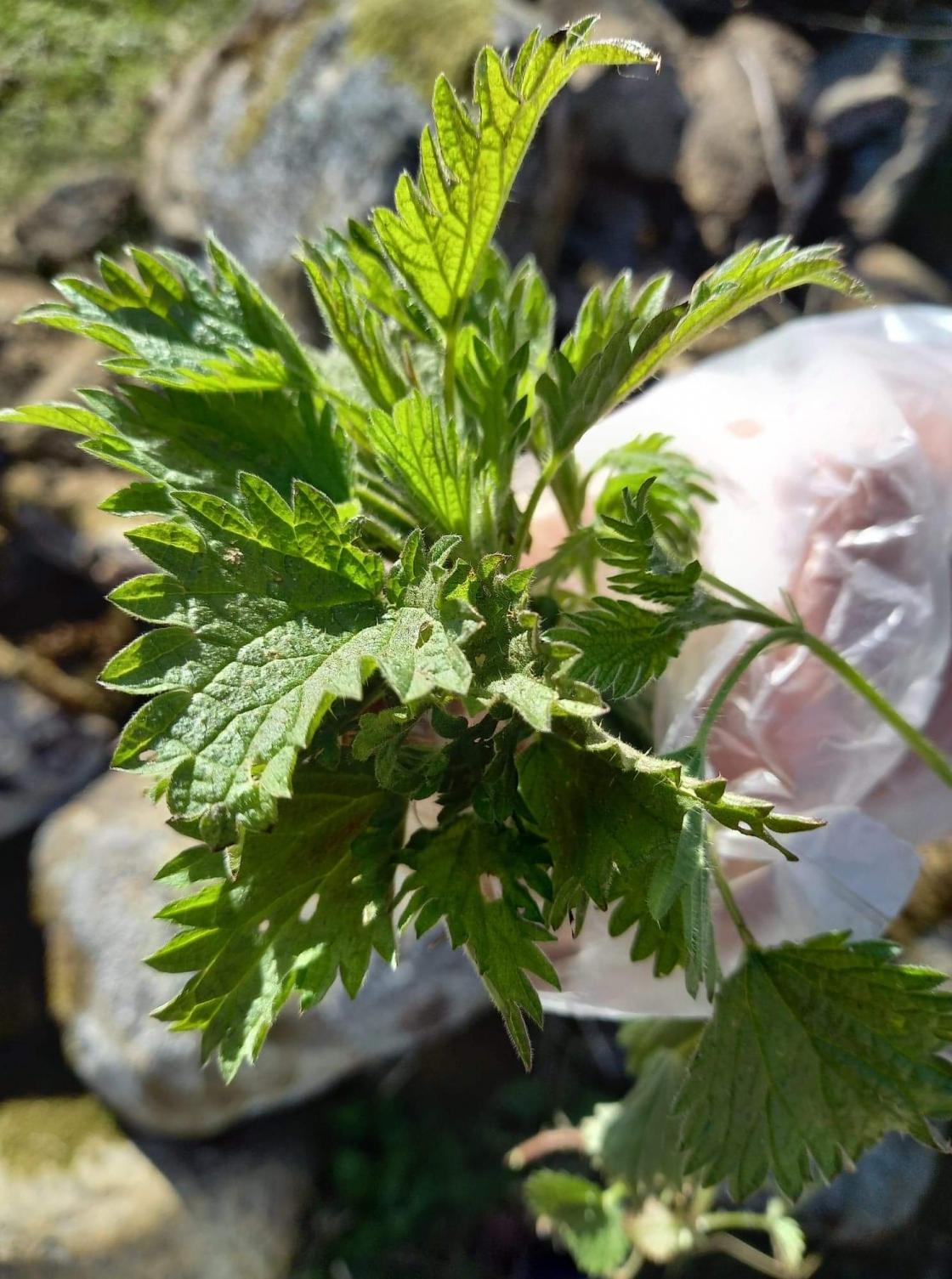 Ville vekster - brennesle