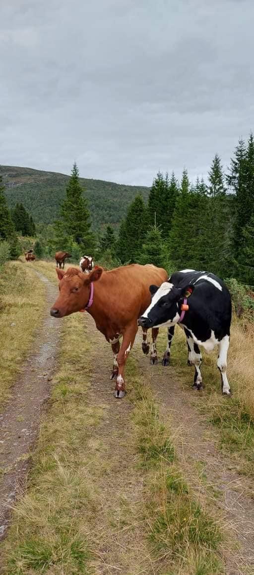Kyr på veg heim frå fjellet.