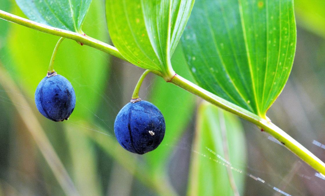 Copyright foto: Kari E. Ask