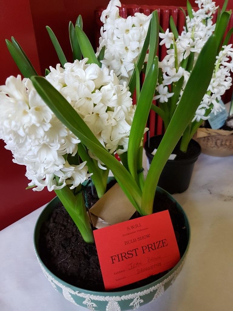 Krokus 2017: Førstepremie i krokus.