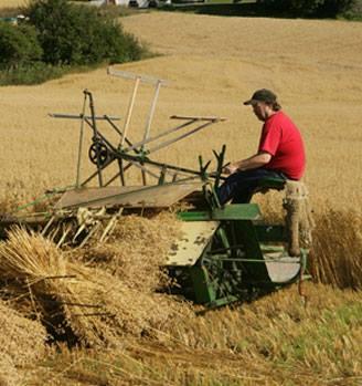 Biritapet. Høsting av råvare.