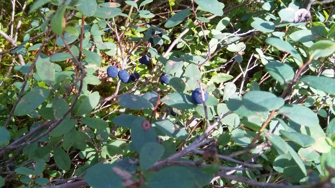 Blokkebær - skinntryte - mikkelsbær